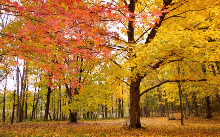 Morgan Arboretum, Sainte-Anne-de-Bellevue, Quebec, Canada, Canada